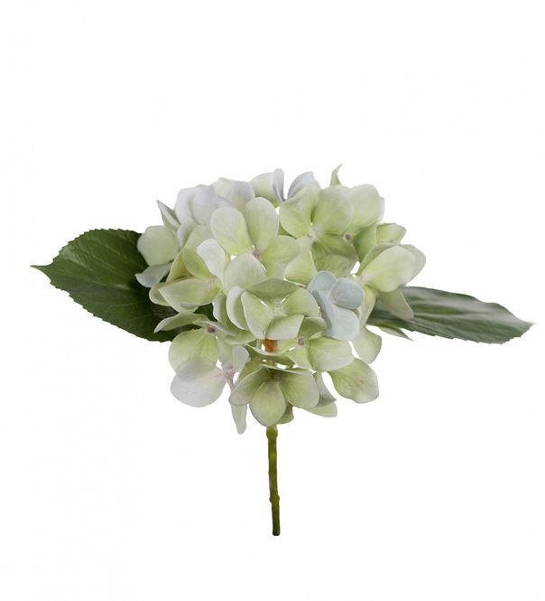 Hovedbilde Mr.Plant - Hortensia 25cm kustig
